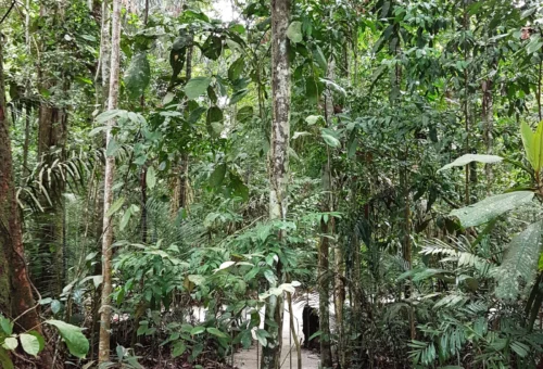 Explorando a Floresta Amazônica: Passeios Imperdíveis e Dicas de Ecoturismo. Dicas essenciais para quem pretende se aventurar na floresta