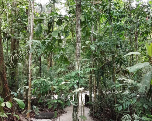 Explorando a Floresta Amazônica: Passeios Imperdíveis e Dicas de Ecoturismo. Dicas essenciais para quem pretende se aventurar na floresta