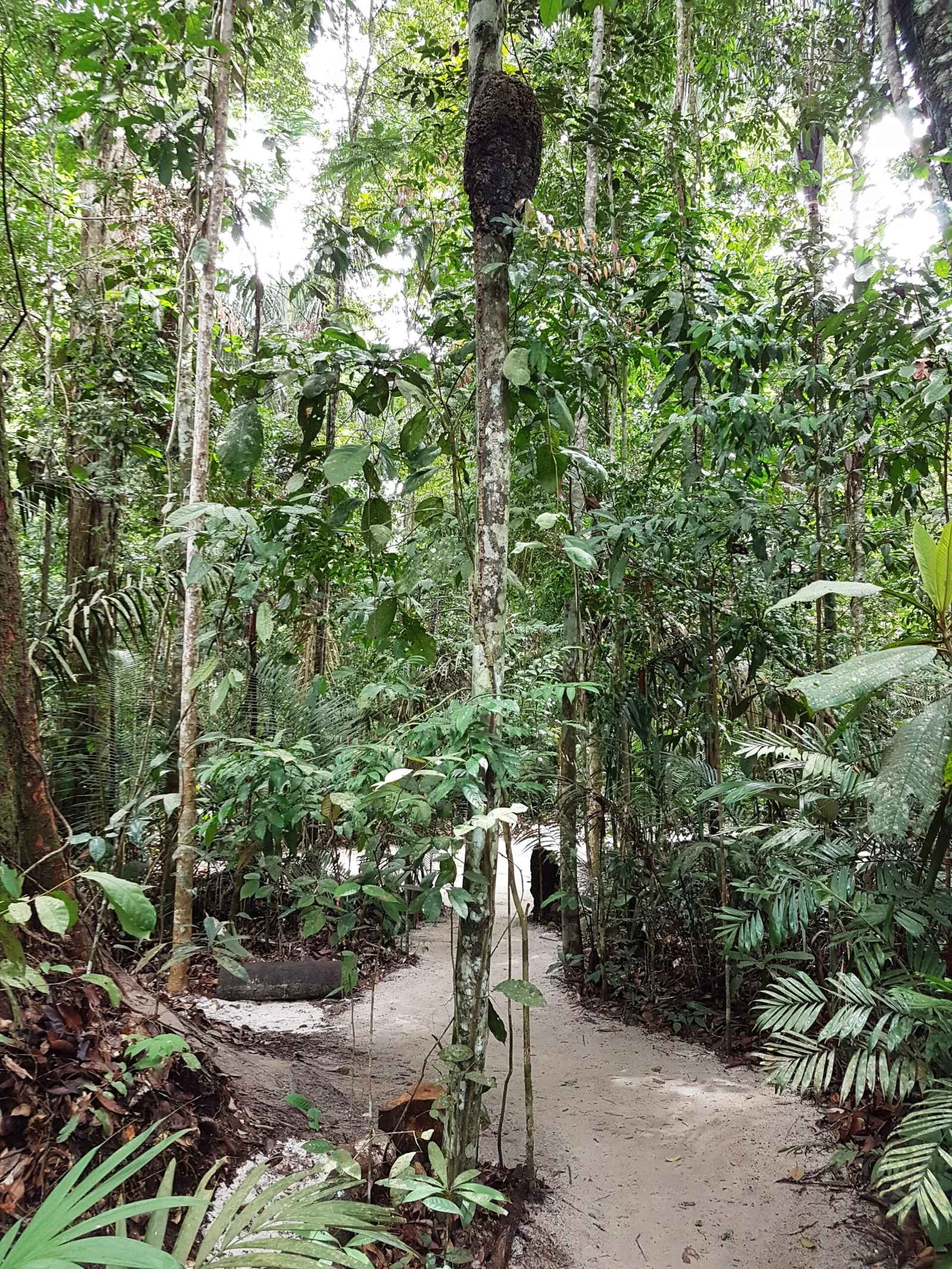 Explorando a Floresta Amazônica: Passeios Imperdíveis e Dicas de Ecoturismo. Dicas essenciais para quem pretende se aventurar na floresta