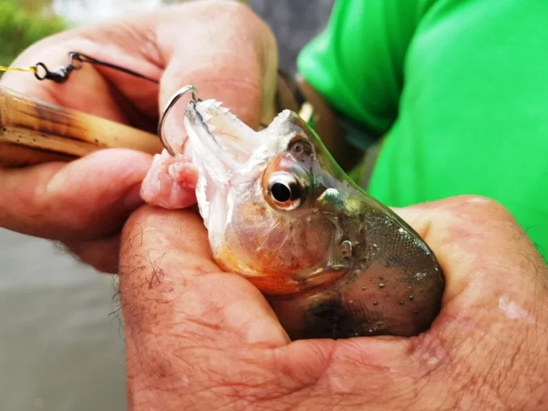 ¡Pesca y avistamiento de caimanes! Combina la pesca de pirañas y el avistamiento de caimanes para una auténtica experiencia amazónica.