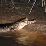 Angeln und Alligatorbeobachtung! Alligatorfischen und Robbenfang im Amazonas sind aufregende Aktivitäten, die Abenteuer und Lernen verbinden