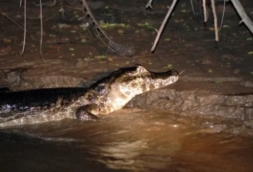 Angeln und Alligatorbeobachtung! Alligatorfischen und Robbenfang im Amazonas sind aufregende Aktivitäten, die Abenteuer und Lernen verbinden