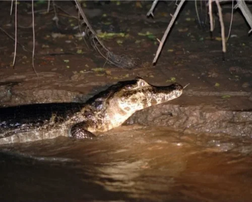 Angeln und Alligatorbeobachtung! Alligatorfischen und Robbenfang im Amazonas sind aufregende Aktivitäten, die Abenteuer und Lernen verbinden