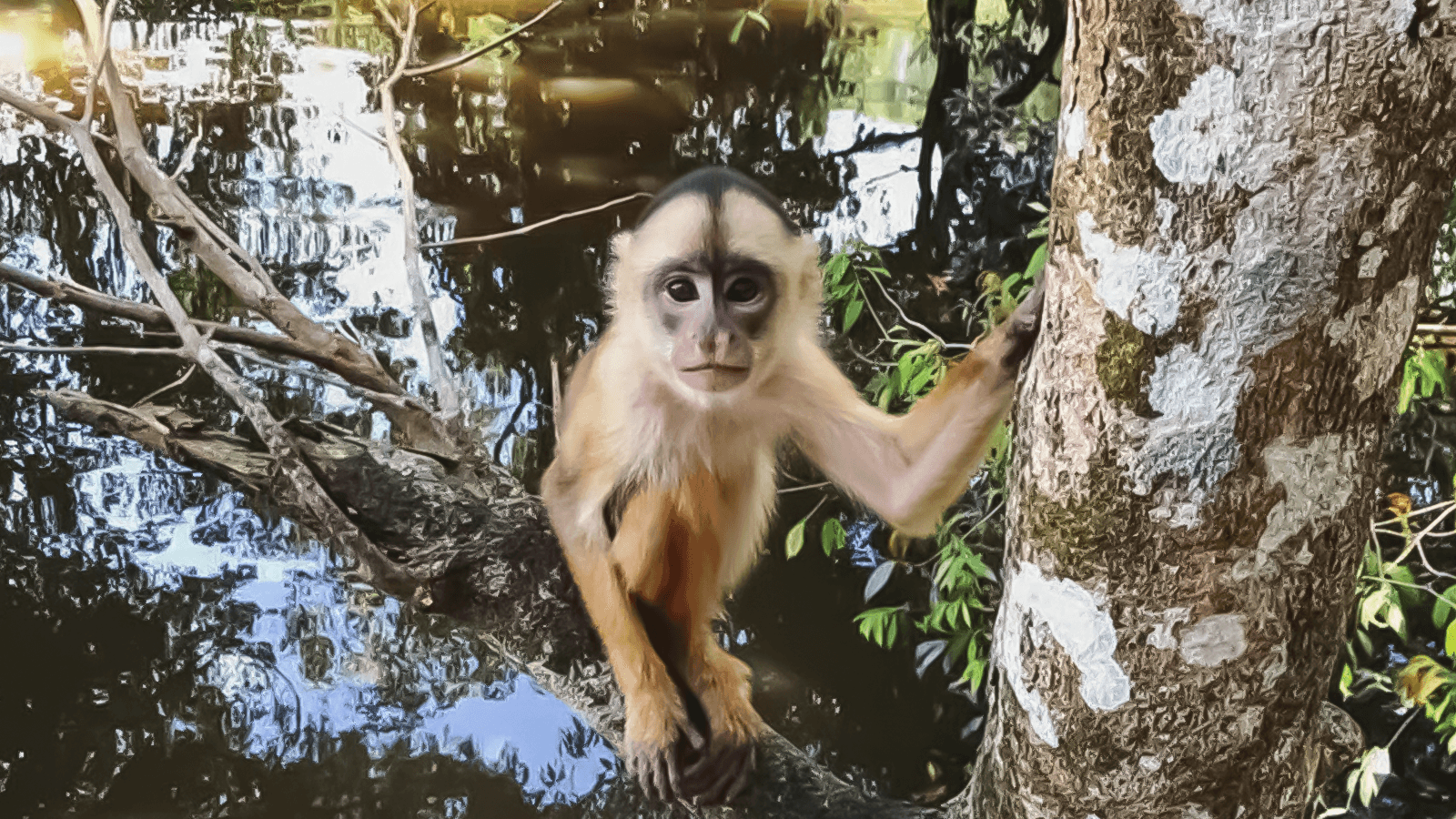 Parque Ecológico Janauari: Venha conhecer a essência viva da Amazônia