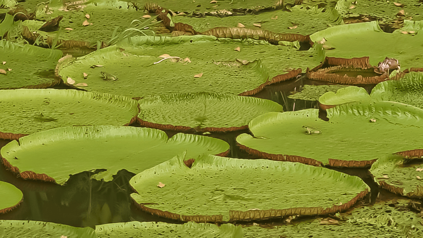 Parque Ecológico Janauari: Venha conhecer a essência viva da Amazônia