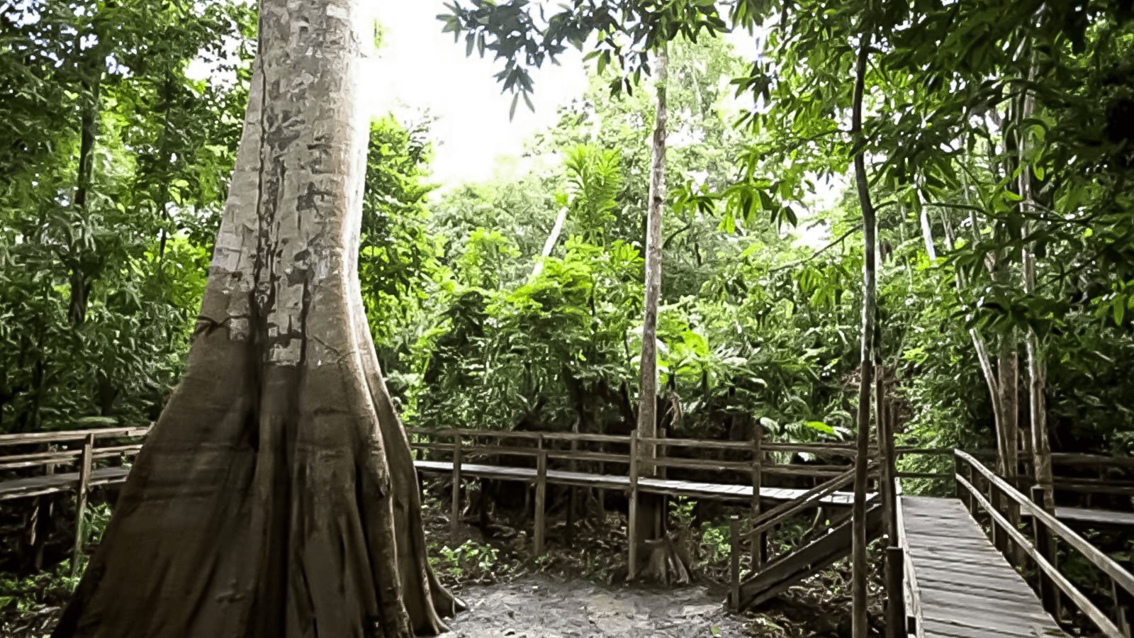 Parque Ecológico Janauari: Venha conhecer a essência viva da Amazônia