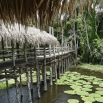 Parque Ecológico Janauari: Venha conhecer a essência viva da Amazônia