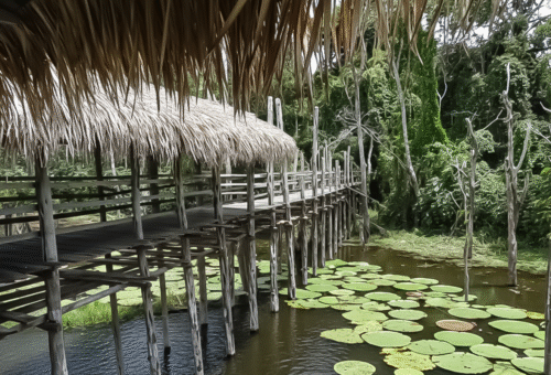 Parque Ecológico Janauari: Venha conhecer a essência viva da Amazônia