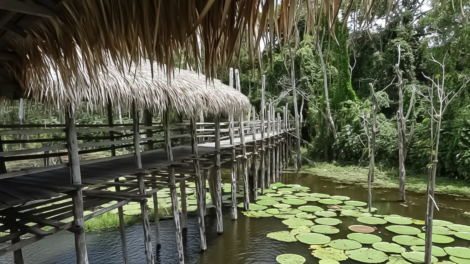 Parque Ecológico Janauari: Venha conhecer a essência viva da Amazônia