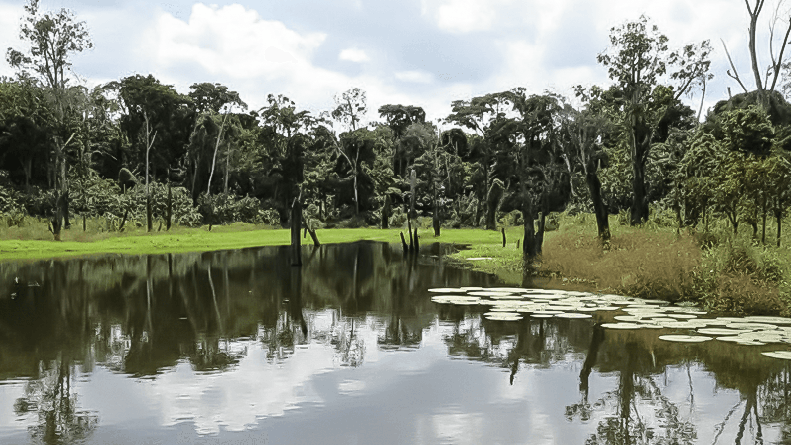Parque Ecológico Janauari: Venha conhecer a essência viva da Amazônia