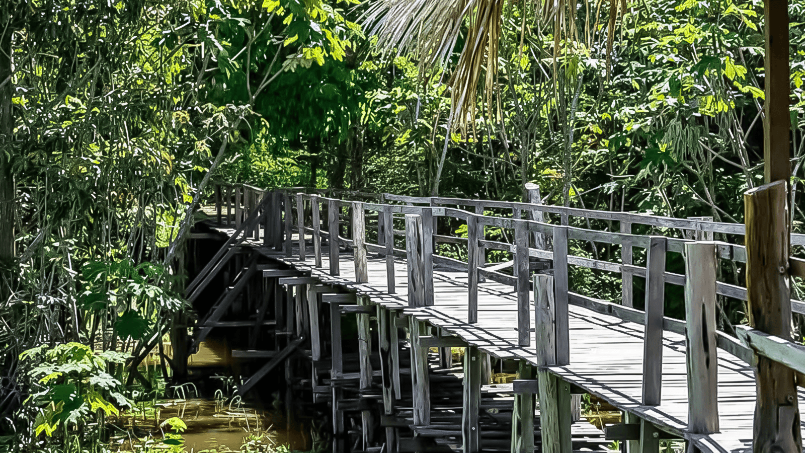 Parque Ecológico Janauari: Venha conhecer a essência viva da Amazônia