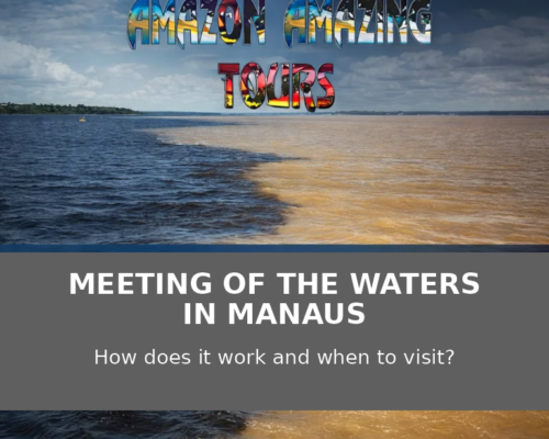 Meeting of the Waters in Manaus How It Works and When to Visit