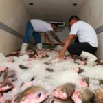 Prefeitura de Manaus distribui 100 toneladas de pescado e alcança 40 mil famílias na Semana Santa