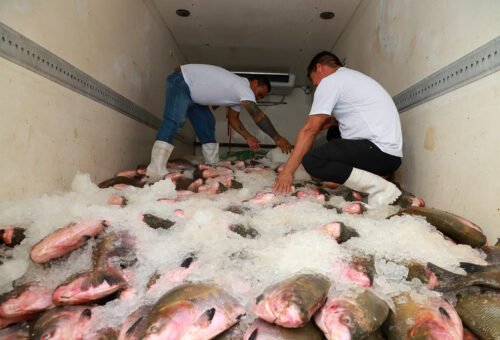 Prefeitura de Manaus distribui 100 toneladas de pescado e alcança 40 mil famílias na Semana Santa
