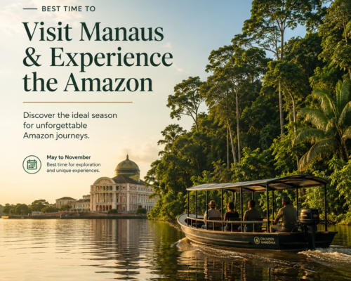Best Time to Visit Manaus and Experience the Amazon
